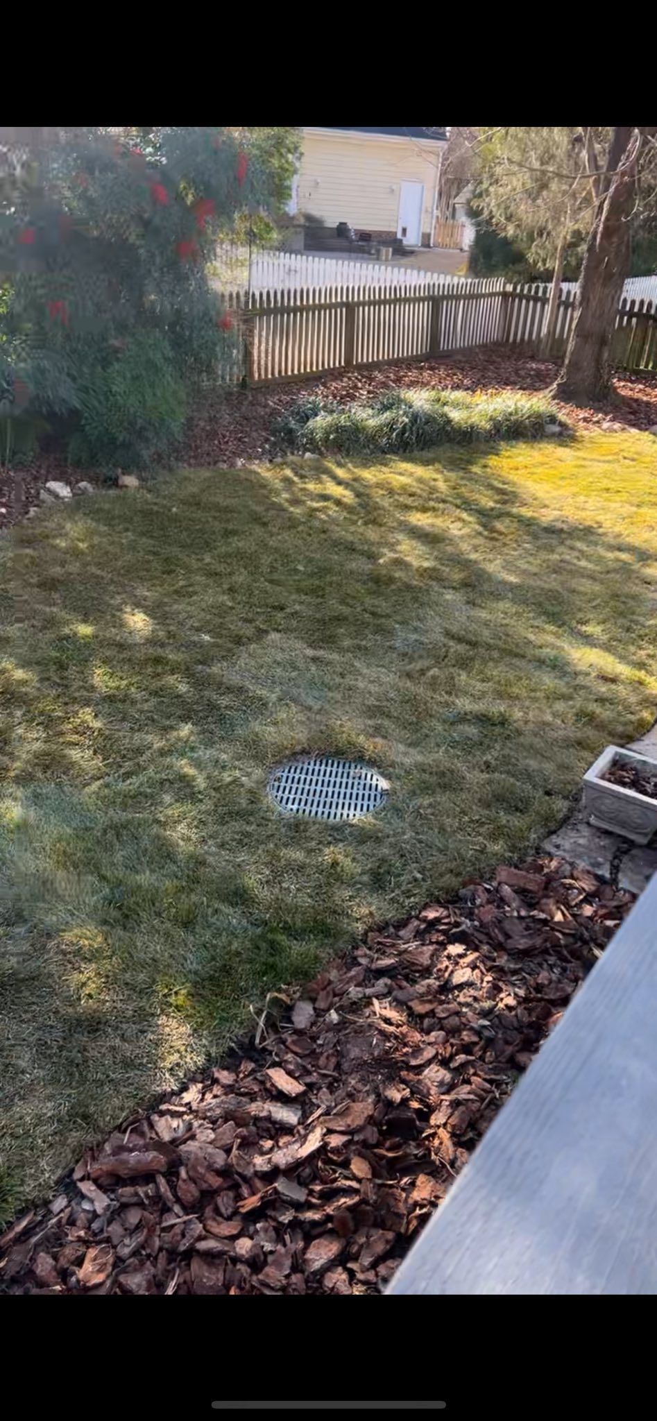 Backyard with patchy lawn, mulch border, and a drainage grate. A wooden fence and trees are visible in the background.