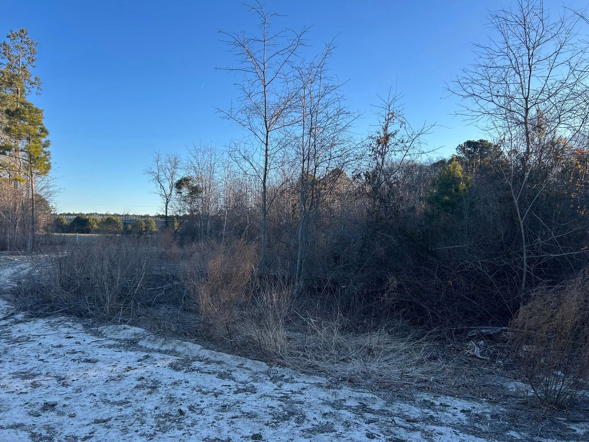 Snowy, brushy field under a clear, blue winter sky. Bare trees and evergreens in the background.