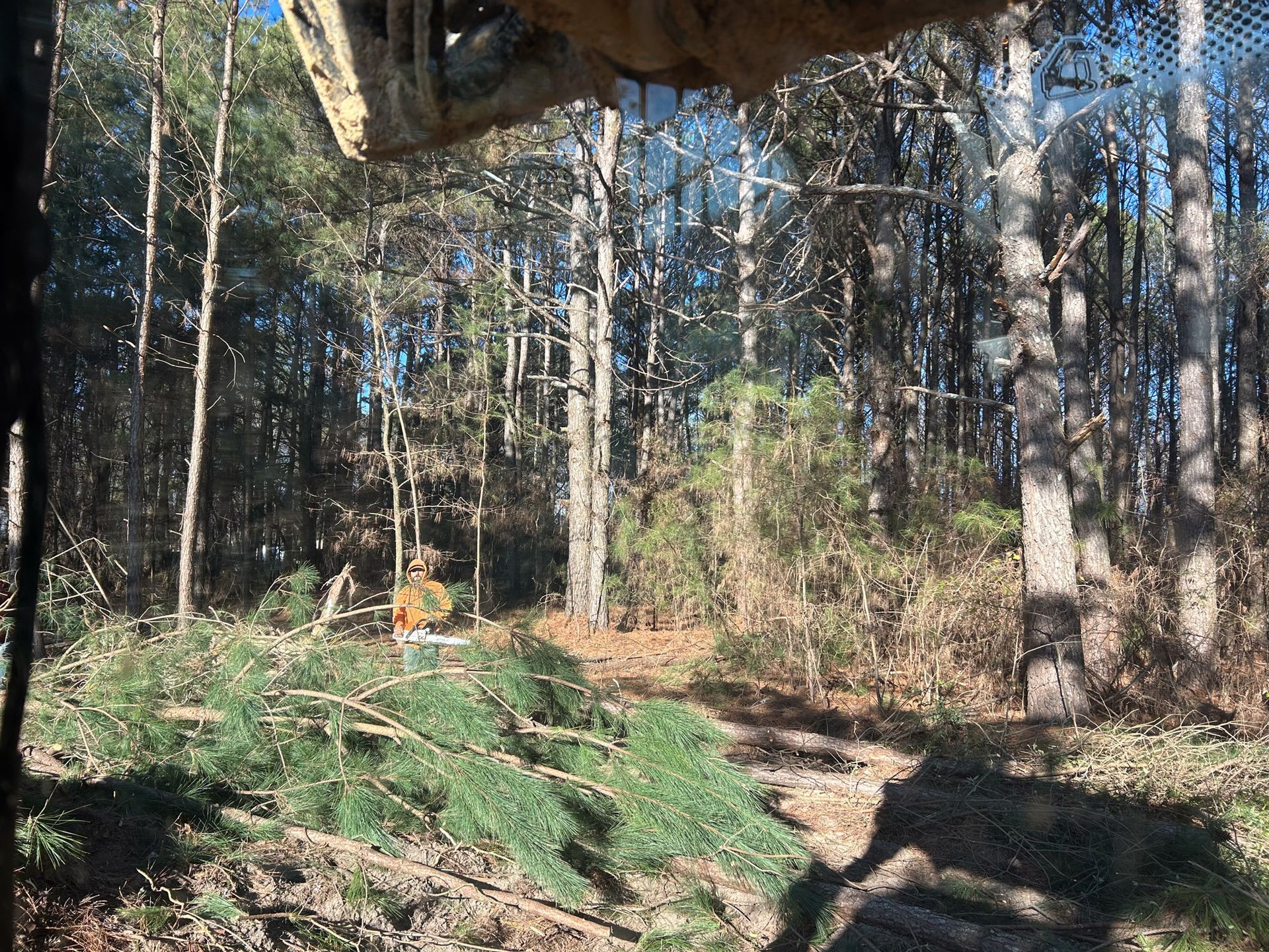 Clearing brush in a wooded area; trees in the background, green branches piled in the foreground, bright sunlight.