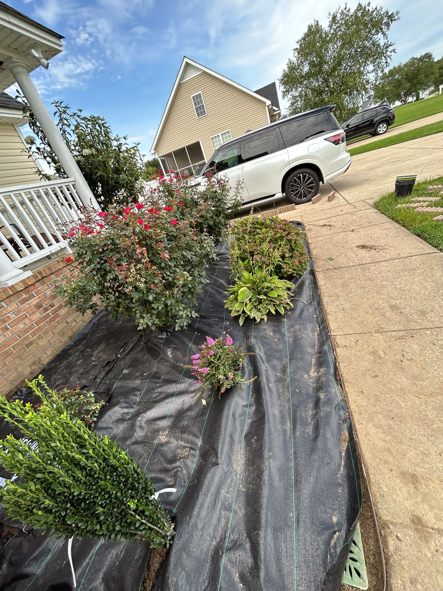 A narrow garden bed along a sidewalk, covered with black fabric, features various plants, and a white SUV parked nearby.