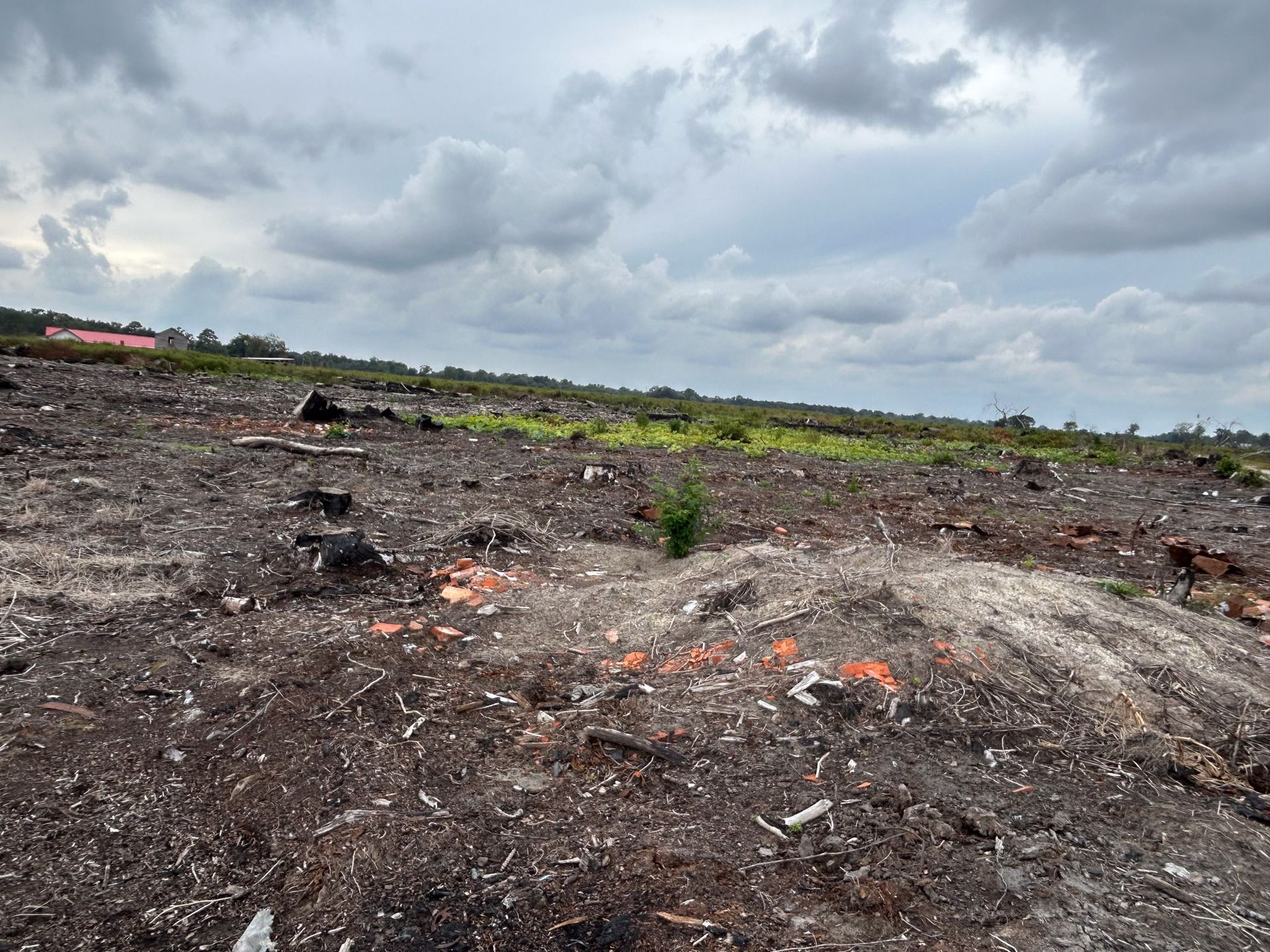 Clearcut land under a cloudy sky; stumps, debris, and some green growth cover the ground.