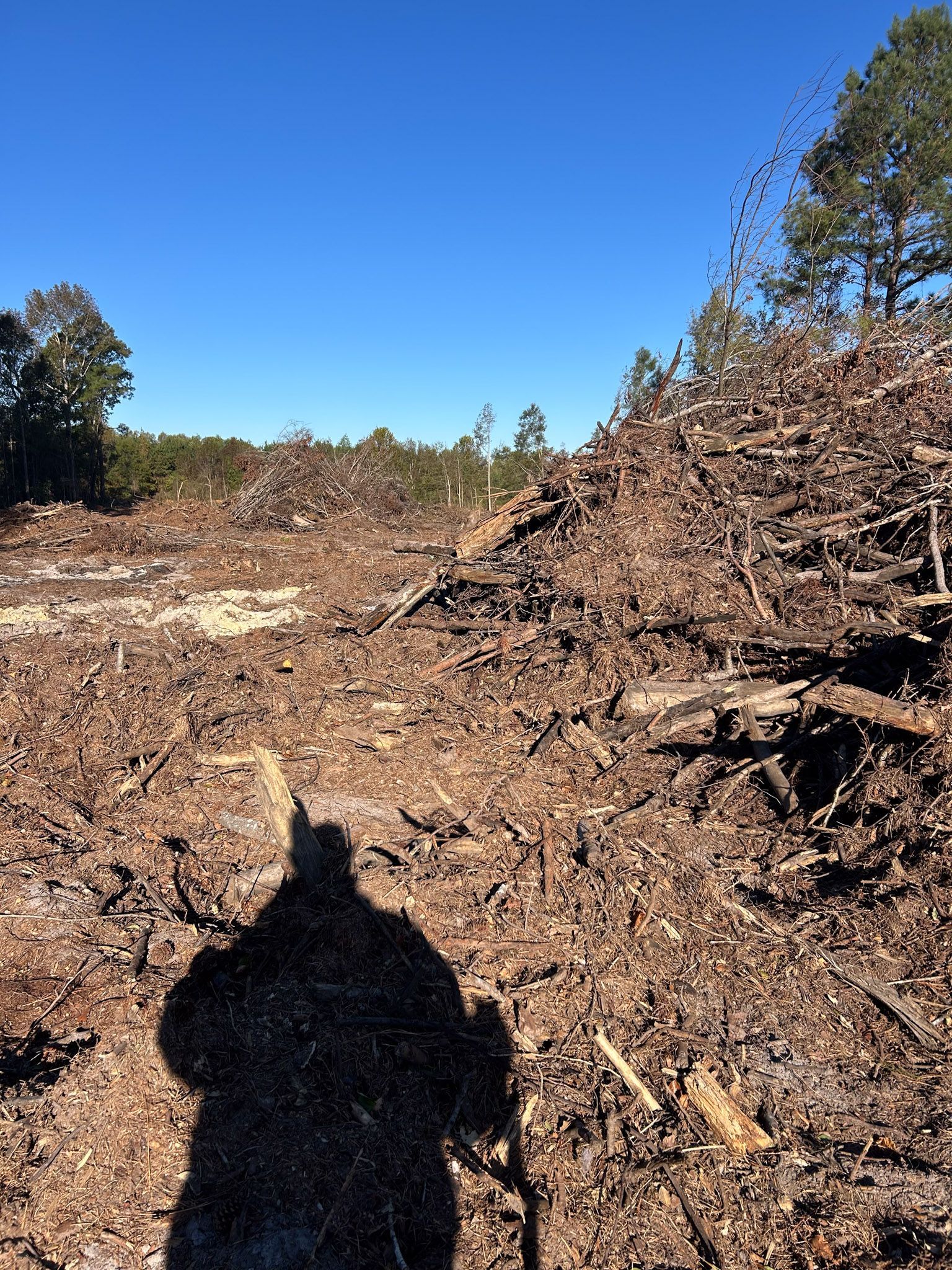 A person's shadow on a debris-filled landscape under a clear, blue sky, indicating recent land clearing.