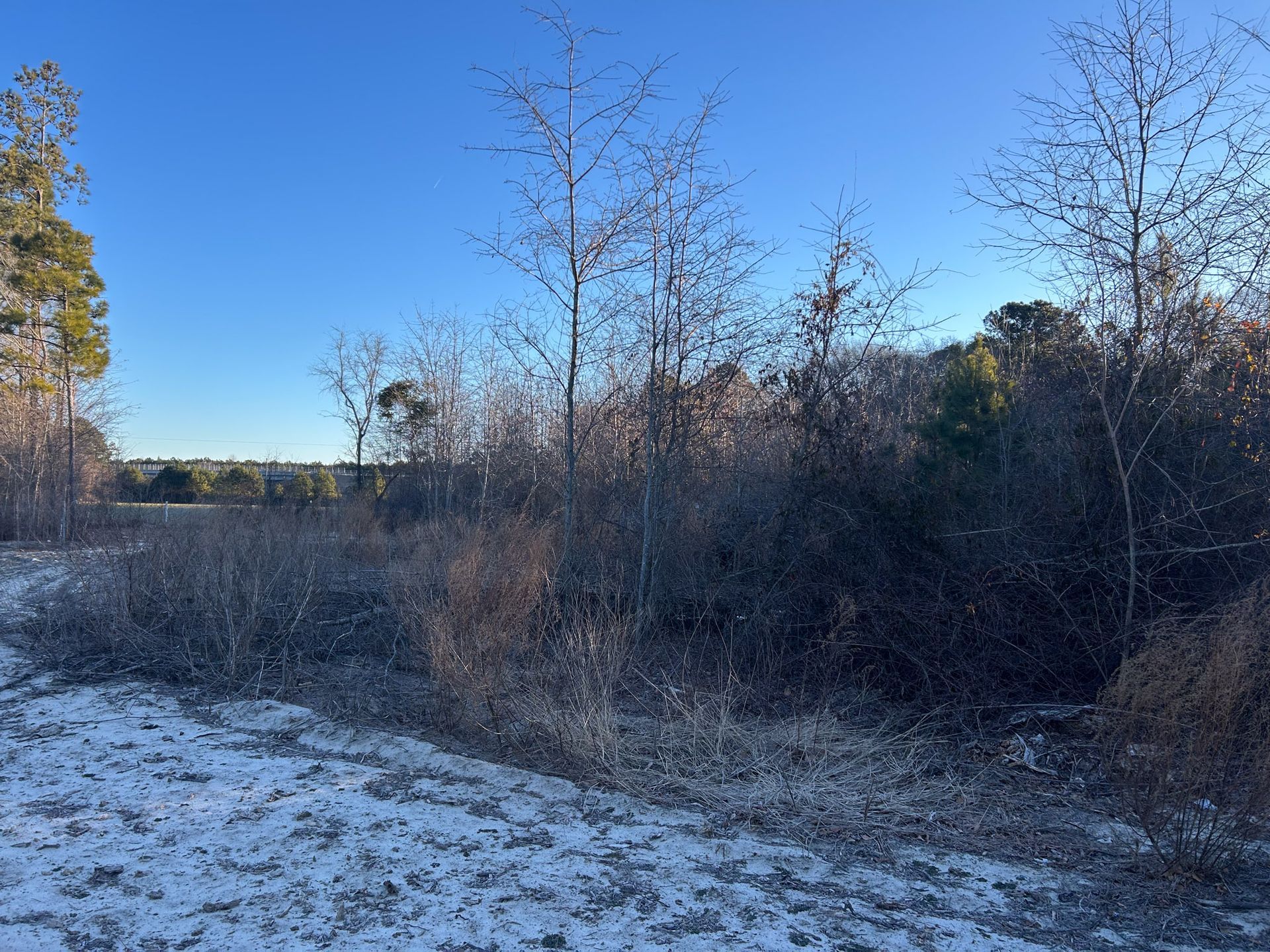 Snowy field with bare trees and brush under a bright blue sky.