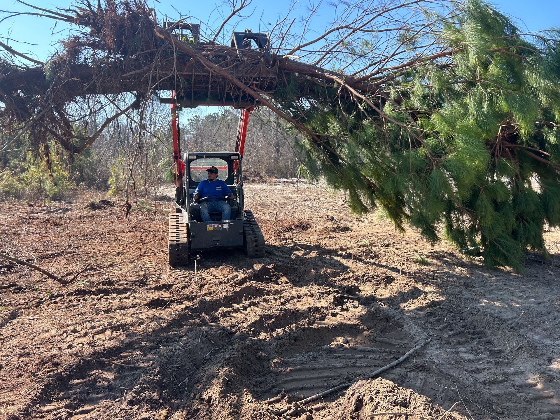 A skid steer with a tree in its forks on a dirt field. The operator wears a blue shirt.
