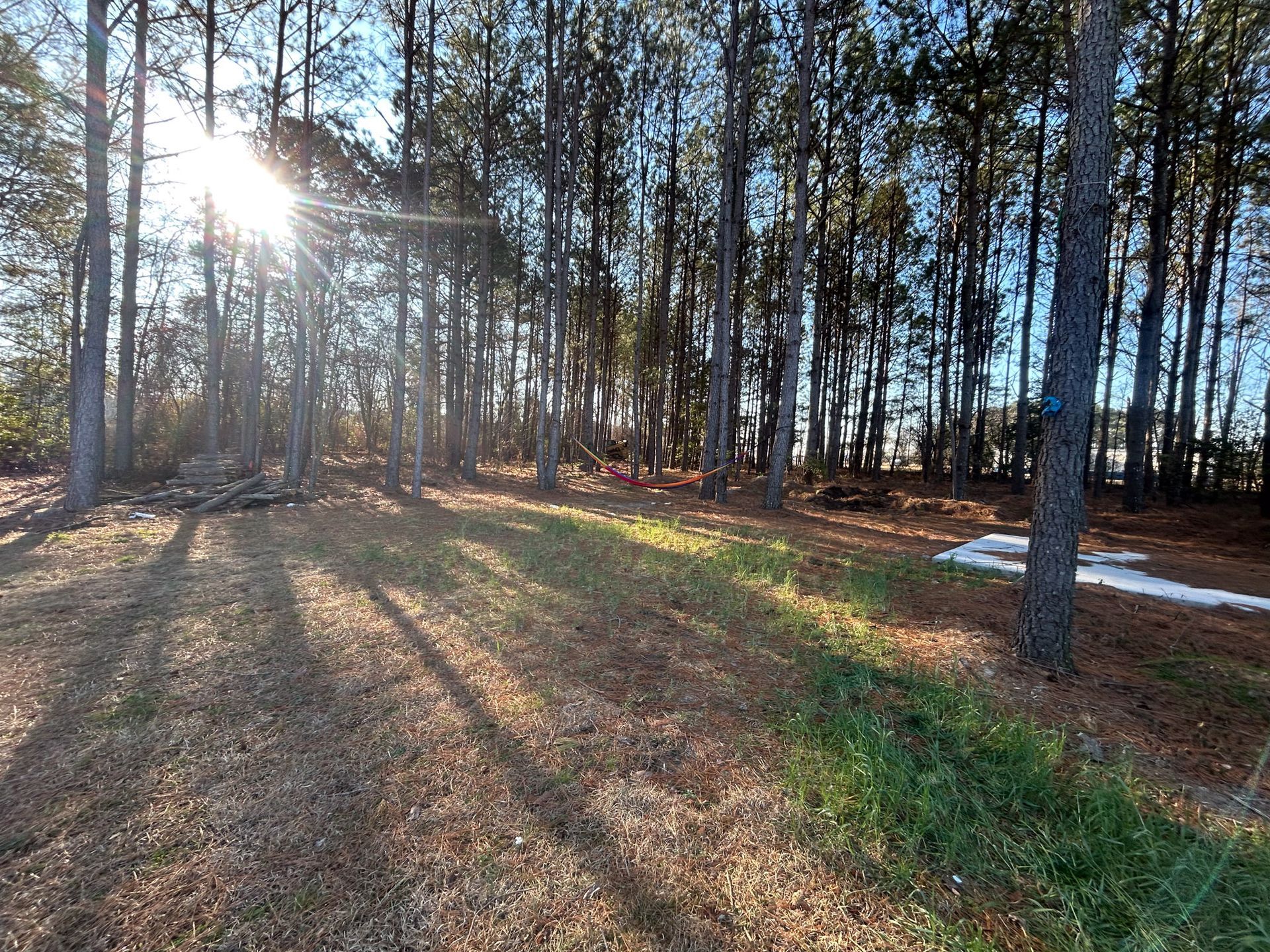 Sunlight streams through trees in a forest. Long shadows cast across dry grass and patches of green.