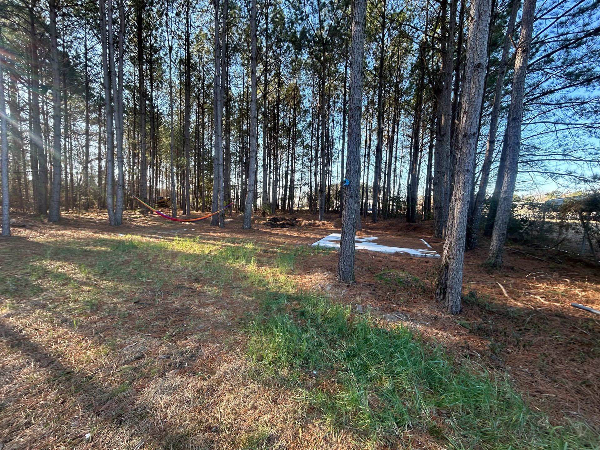 Sunlit forest clearing with tall trees and patches of green grass and brown leaves.