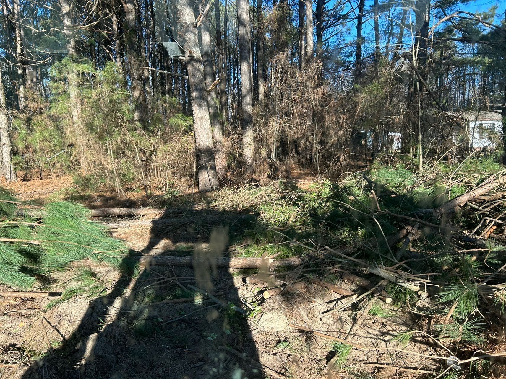 Clearing in a wooded area with scattered branches and sunlight.