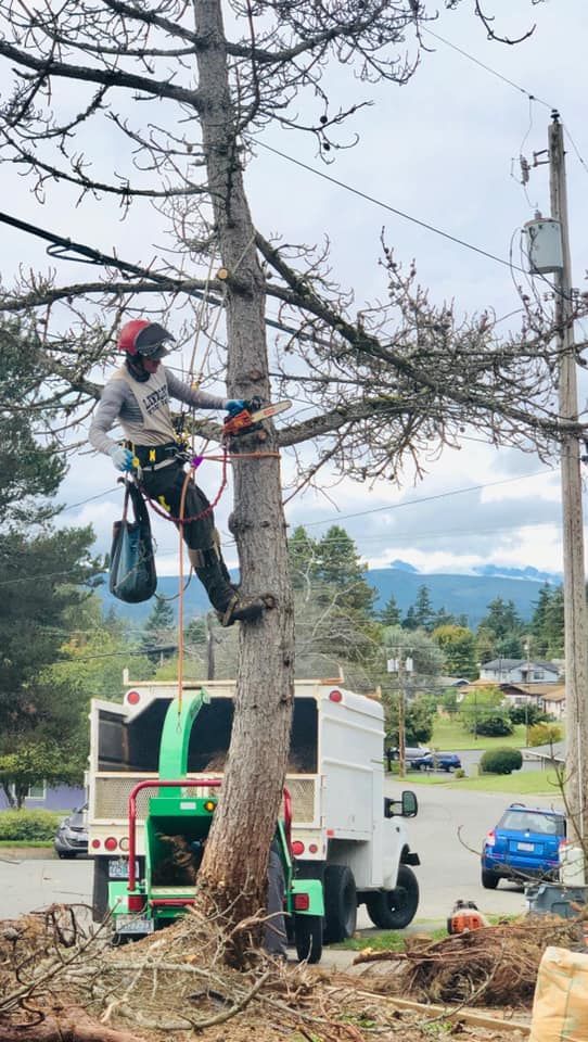 A man is climbing a tree next to a tree chipper.