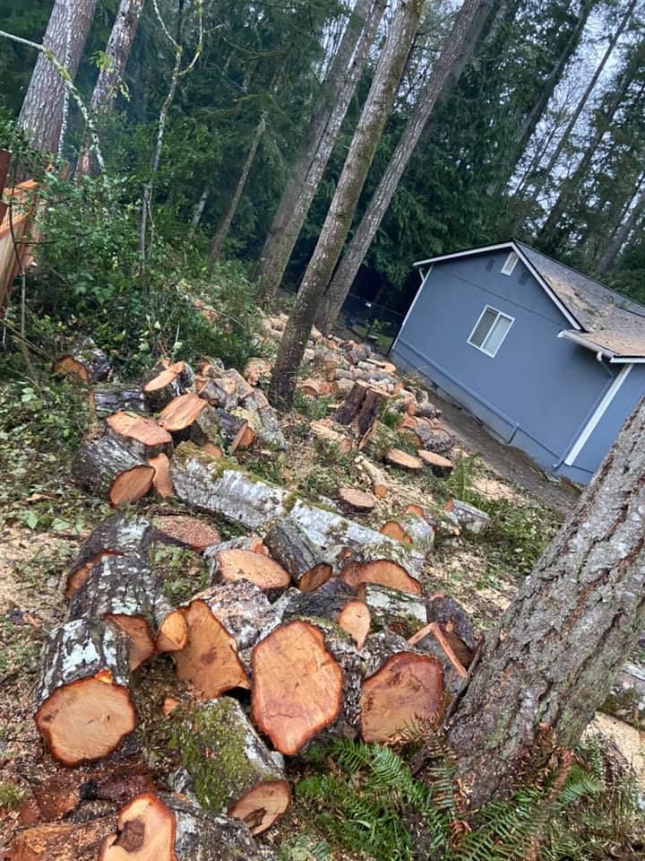 A pile of logs in the middle of a forest next to a house.