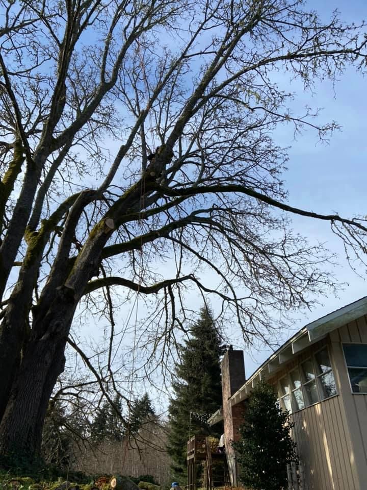 A tree is being cut down in front of a house.