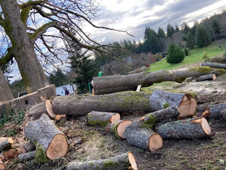 A pile of logs laying on the ground in a field.