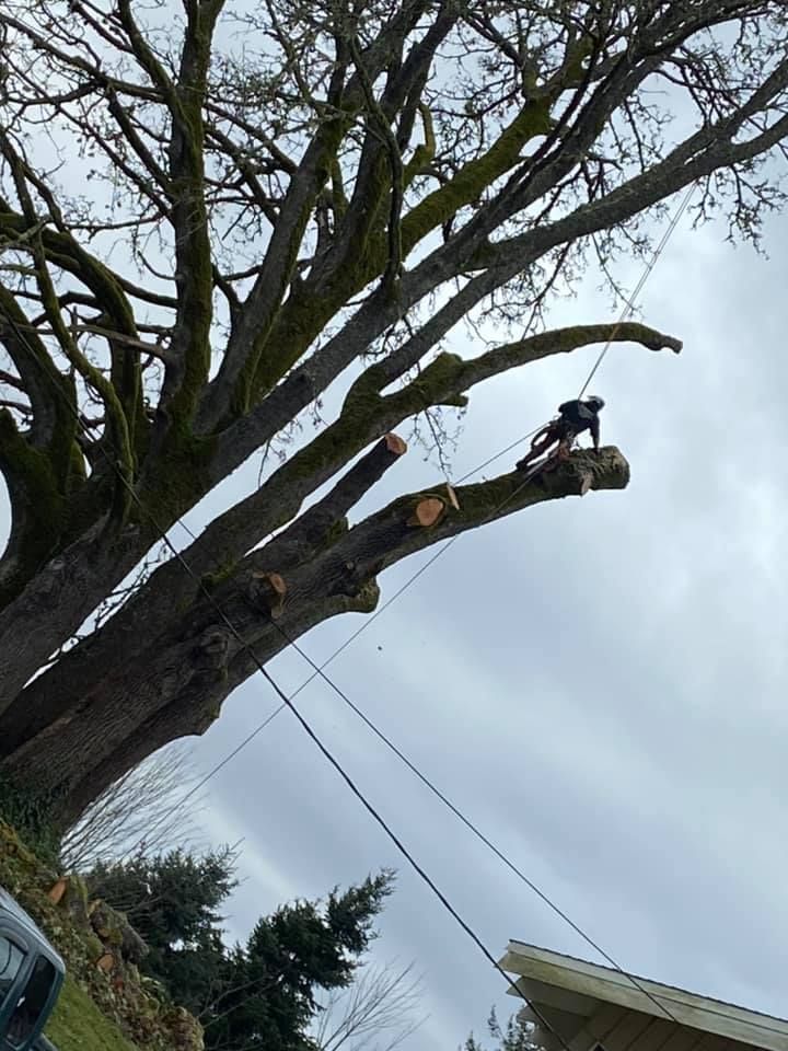 A man is cutting a tree branch with a chainsaw.
