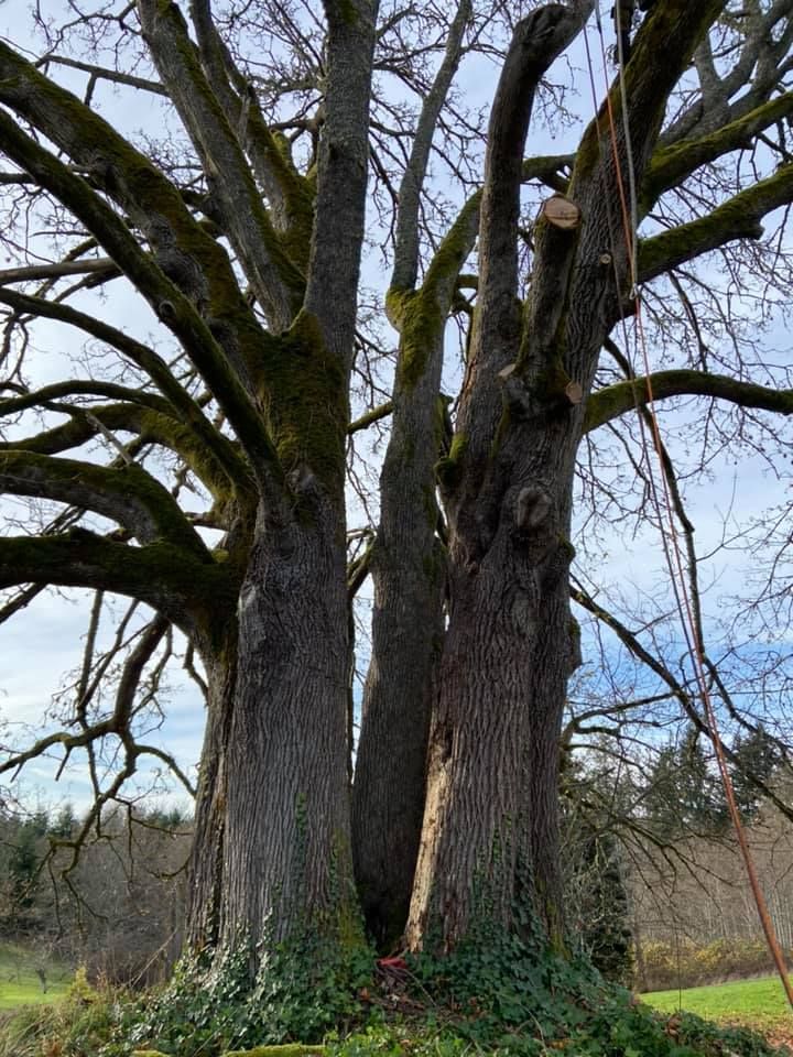 A tree with a lot of branches and leaves is in a field.