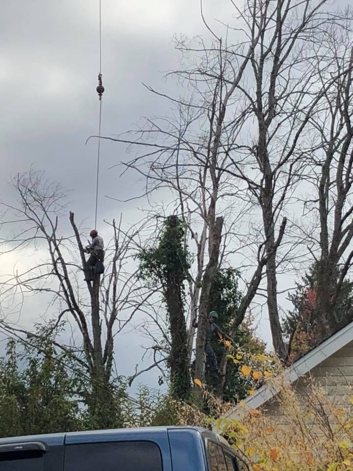 A man is cutting a tree with a crane.
