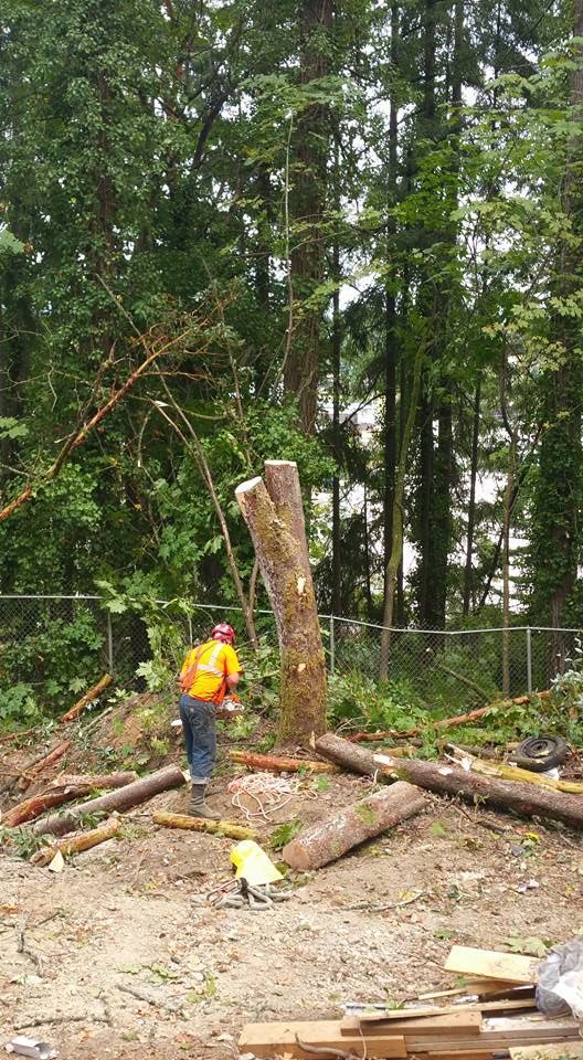 A man is standing next to a tree stump in the middle of a forest.
