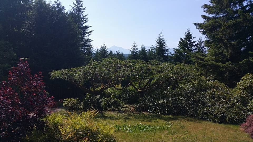 A lush green forest with a mountain in the background