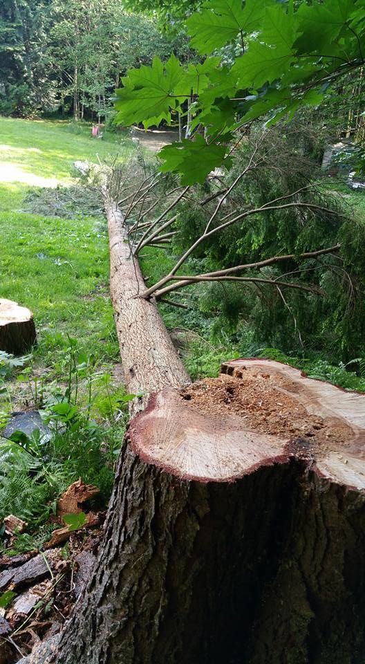 A tree stump is sitting in the middle of a lush green field.