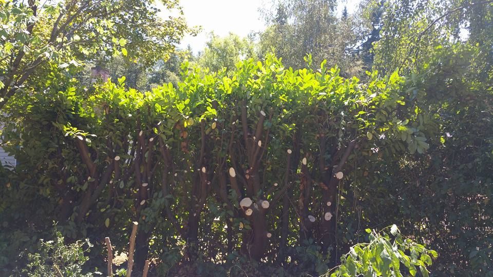 A dense forest with lots of trees and bushes