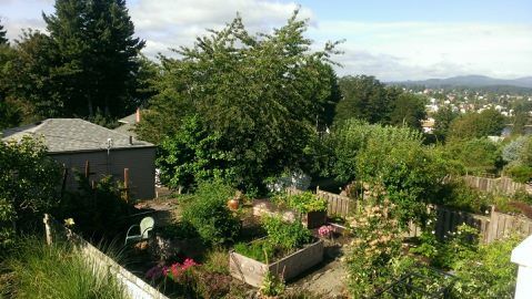 A lush green garden with a fence and a house in the background