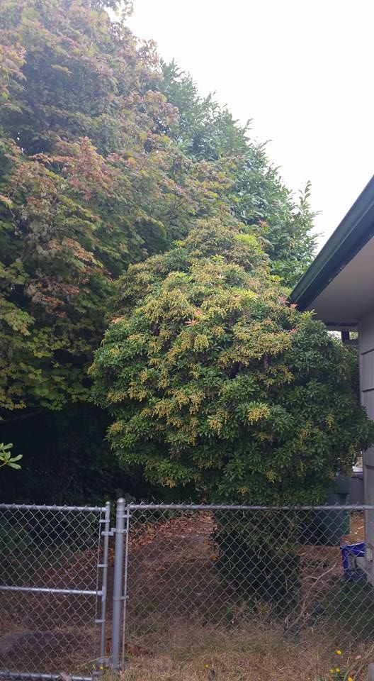 A chain link fence is surrounded by trees and bushes in front of a house.