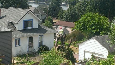 A man is cutting a tree in front of a white house