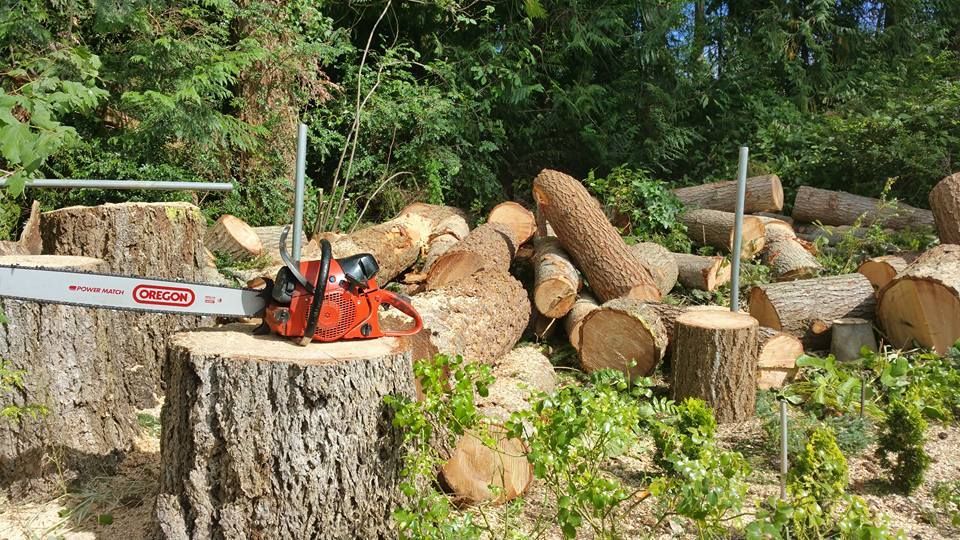 A chainsaw is sitting on top of a tree stump.