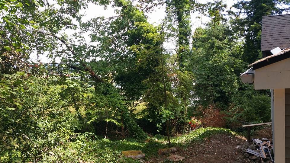 A house in the middle of a forest with trees in the background.