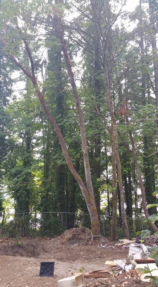 A large tree is standing in the middle of a forest.