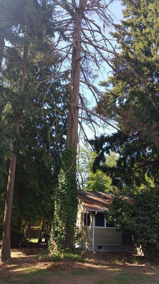 A house is surrounded by trees and bushes in a forest.