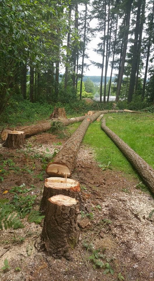 A bunch of logs are sitting on the ground in the middle of a forest.