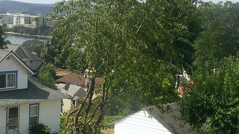 A white house is surrounded by trees and a river