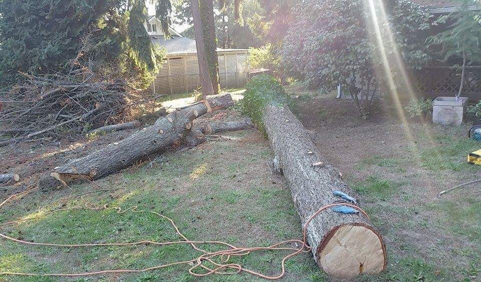A large log is sitting on top of a lush green field.