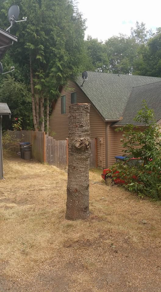 A tree stump in the middle of a yard next to a house.