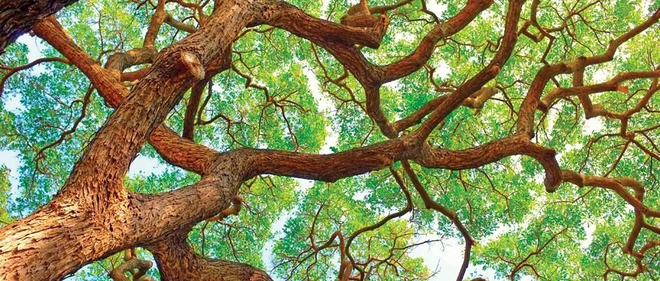 Looking up at a tree with lots of branches and leaves.