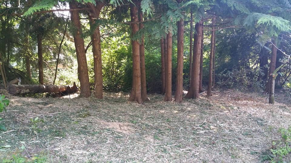 A row of trees in a forest with a lot of leaves on the ground