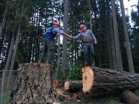 Two men shaking hands on top of a tree stump
