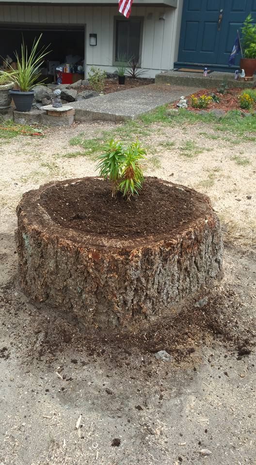 A tree stump with a plant growing out of it.
