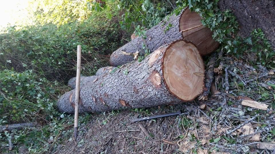 A large log is sitting on the ground next to a ruler.
