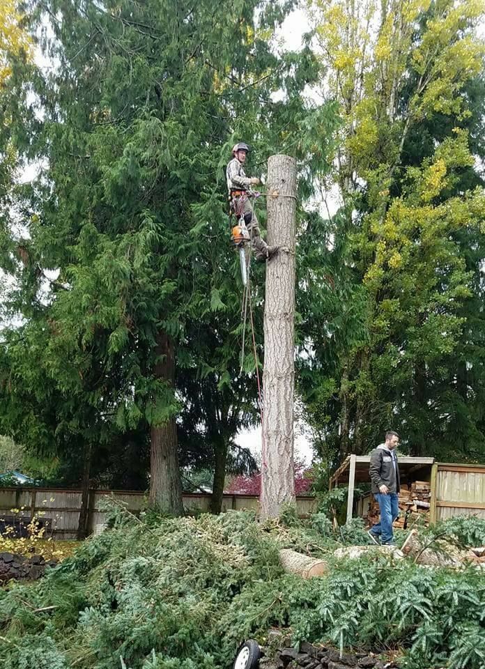 A man is climbing a tree stump with a chainsaw.