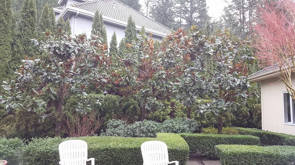 Two white chairs are sitting in front of a house surrounded by bushes.