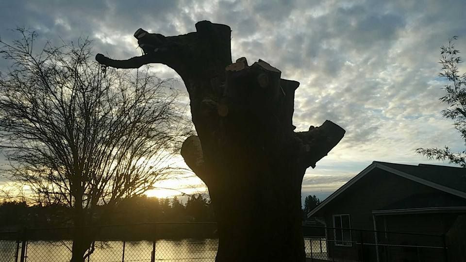 A tree stump is silhouetted against a cloudy sky with a house in the background.