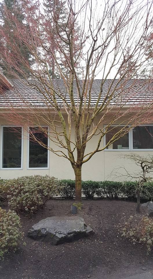A tree in front of a house with a rock in the foreground.