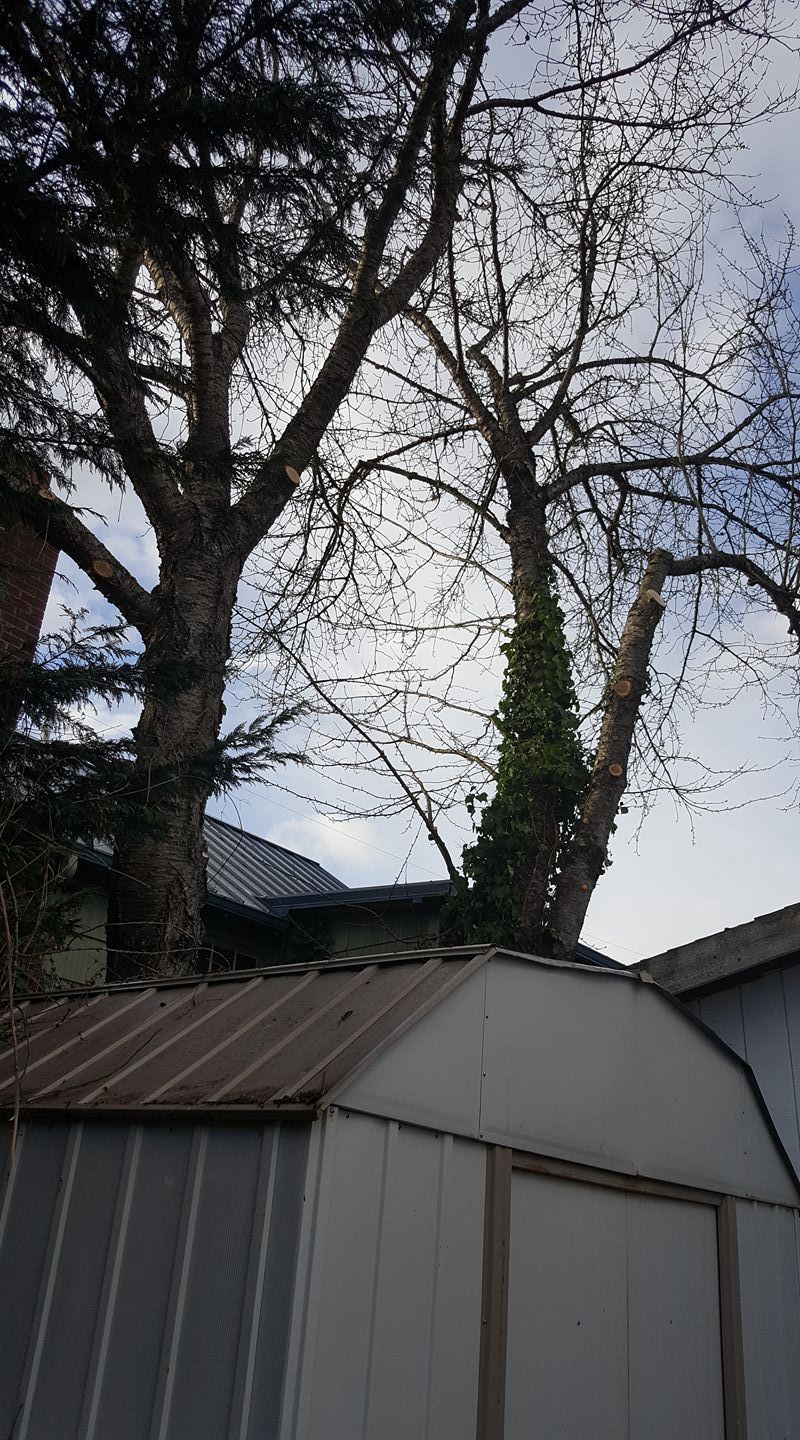 A tree is growing on top of a metal shed.