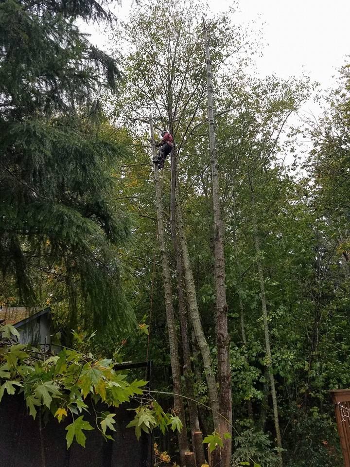 A man is climbing a tree with a chainsaw in the woods.