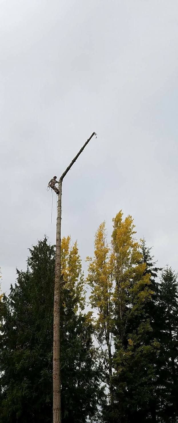 A street light is sitting on top of a pole in the middle of a forest.
