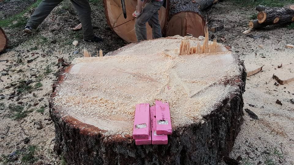 A large tree stump with a pink marker on it.