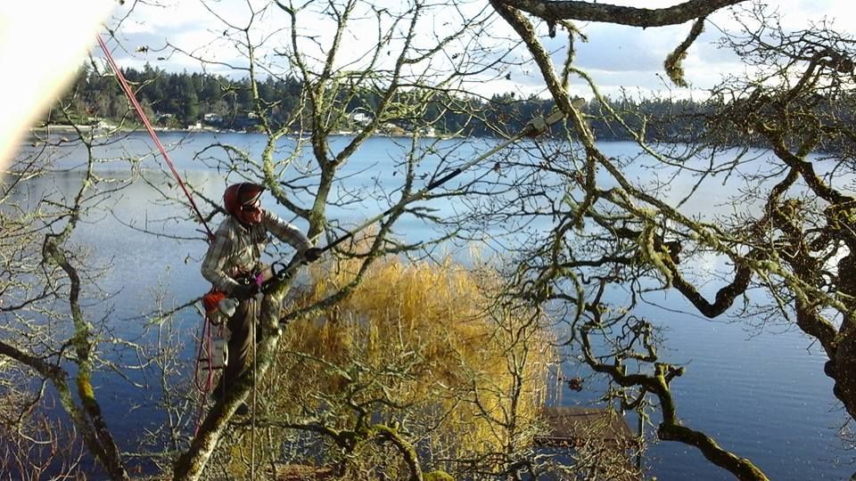 A man is climbing a tree overlooking a lake.