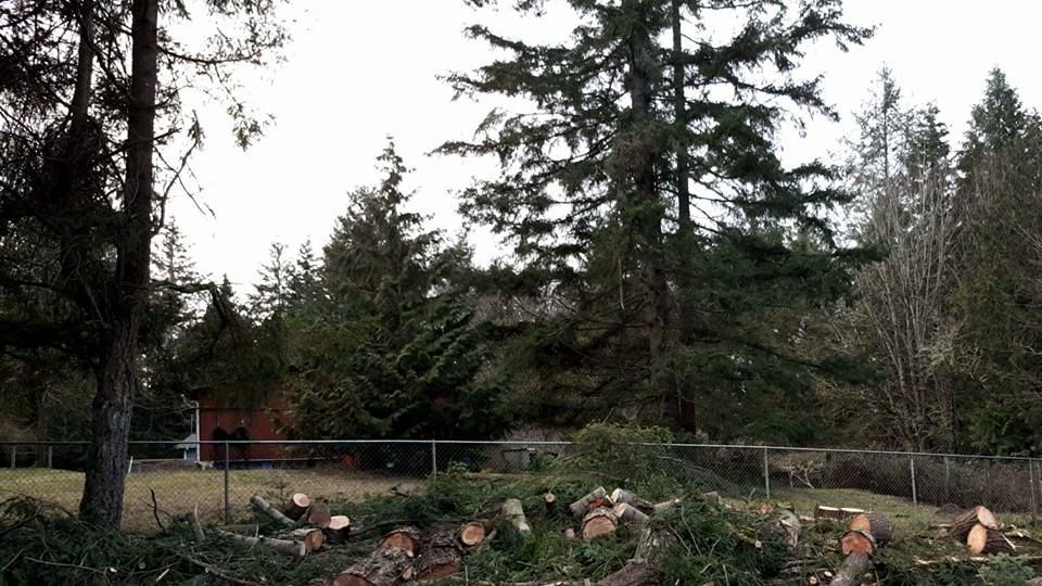 A pile of logs in a yard with trees in the background