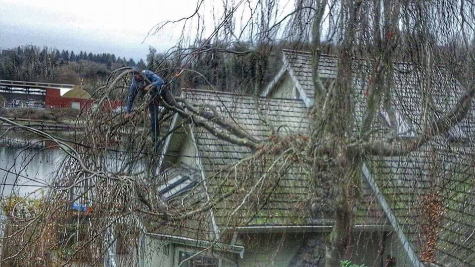 A man is cutting a tree on the roof of a house.