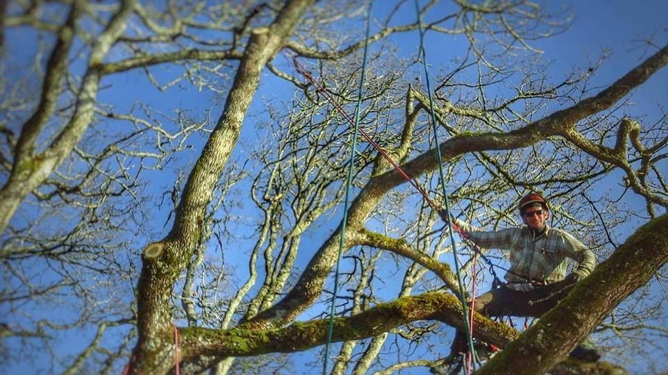 A man is sitting on a branch of a tree.